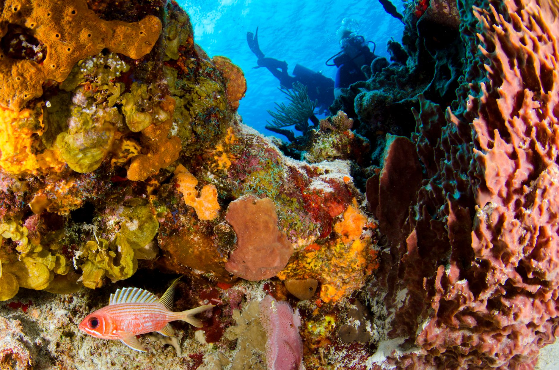 Mergulho scuba em Cabo Verde: sítios, visibilidade e melhor época