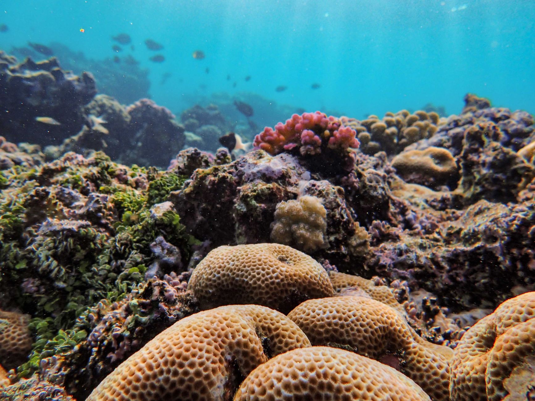 Snorkeler watching colourful fish on a rocky reef