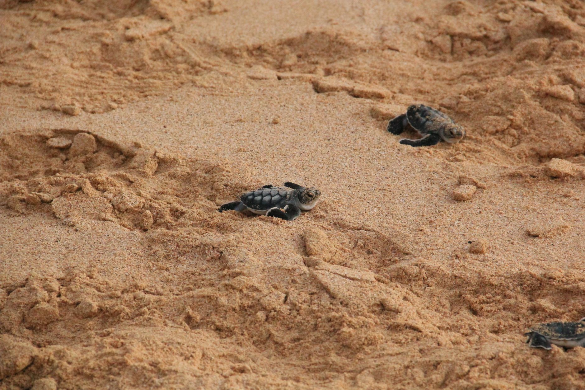 Como proteger as tartarugas marinhas nas praias cabo-verdianas